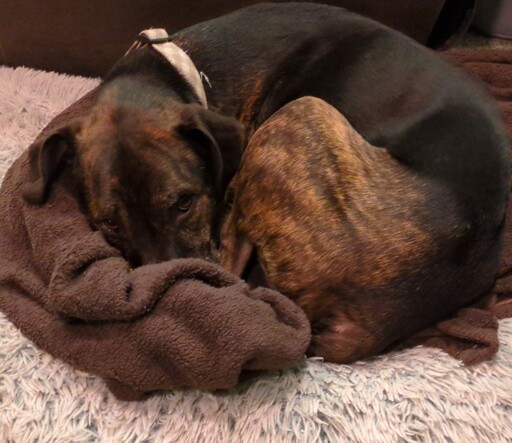 Curled up dog